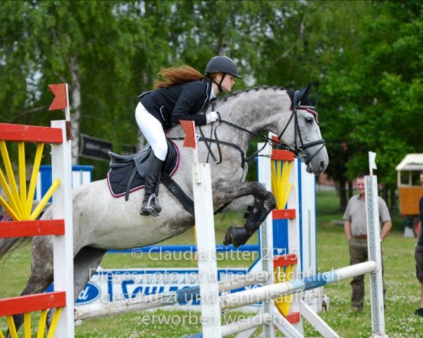 jumper Capella 40 (German Sport Horse, 2008, from Colorit)