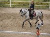 dressage horse Desperado Joe (German Riding Pony, 2006, from Dein Freund)