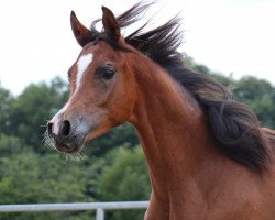 stallion DA Mistral (Arabian thoroughbred, 2014, from ZT Marwteyn ox)