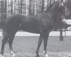 stallion Lancia van de Helle (Belgian Warmblood, 1988, from Matcho AA)