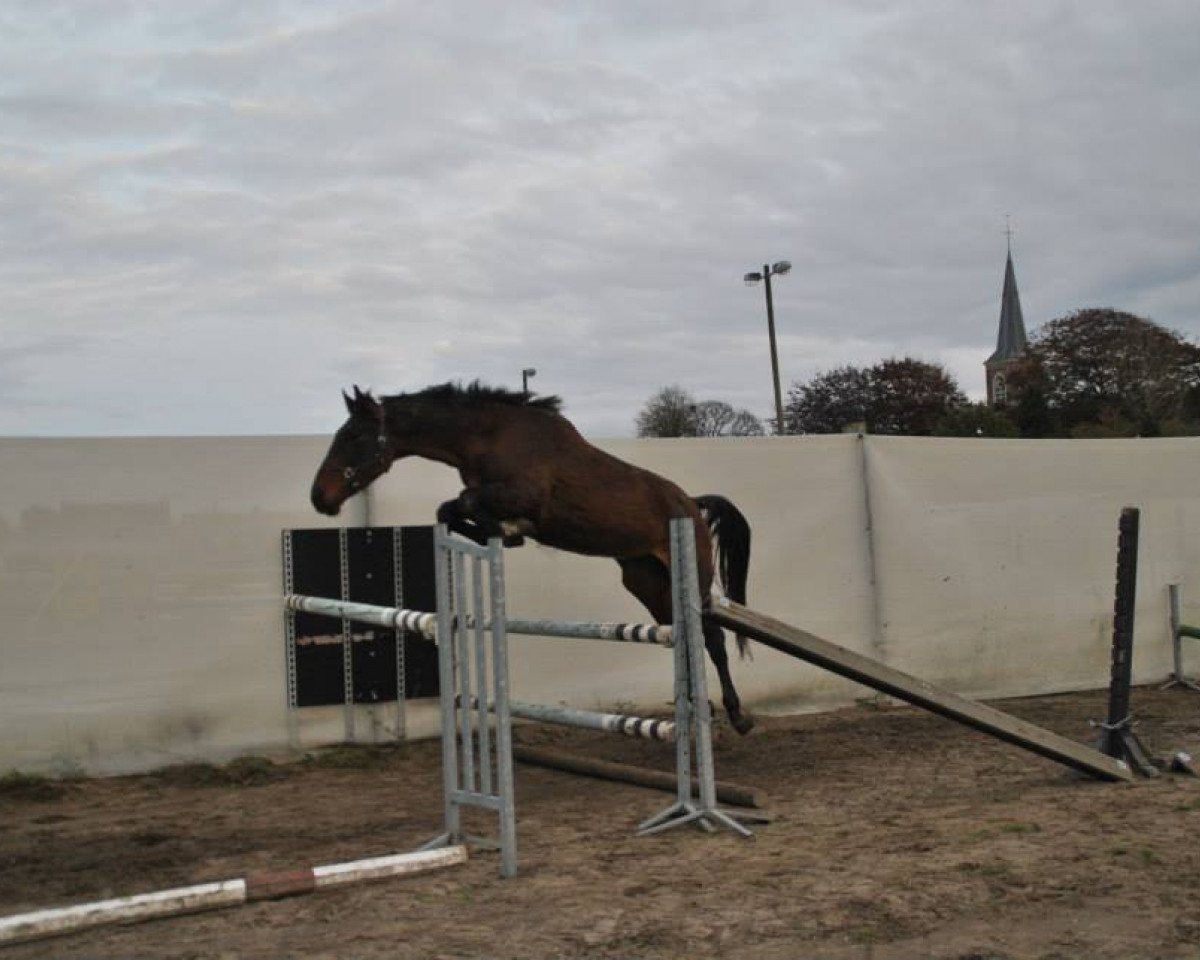 horse King de Maibelle (Belgian Warmblood, 2010, from Andiamo)