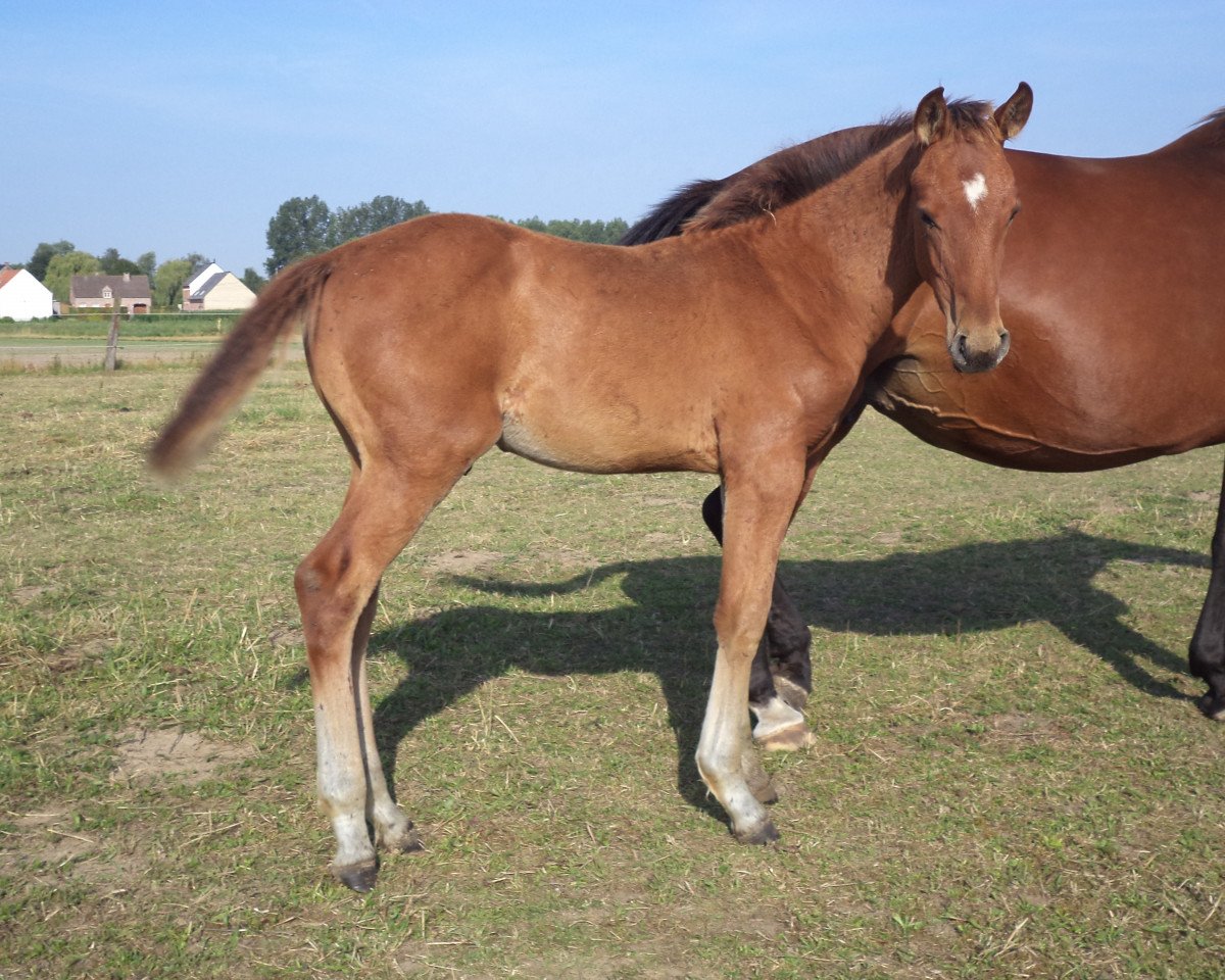 jumper Pythagoras de Maibelle (Belgian Warmblood, 2015, from Zazu)