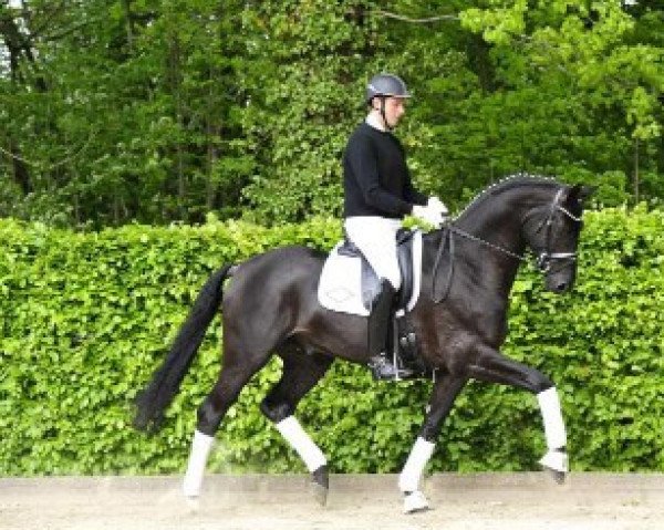stallion Doolittle's Dream (Hanoverian, 2012, from Dr Doolittle 45)
