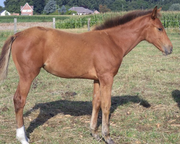 Springpferd P1 de Maibelle (Belgisches Warmblut, 2015, von Cumthago C)