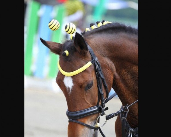 broodmare Corinn (German Riding Pony, 2003, from Bernhard)