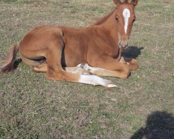 jumper Picasso de Maibelle (Belgian Warmblood,  , from Zazu)