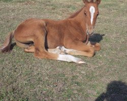 Springpferd Picasso de Maibelle (Belgisches Warmblut,  , von Zazu)