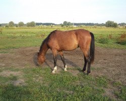 Zuchtstute Noucka de Maibelle (Belgisches Warmblut, 2013, von Cumthago C)