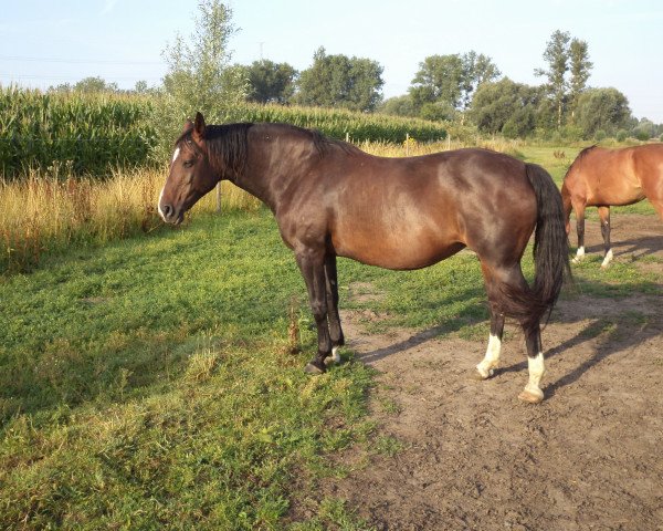 Zuchtstute Top Gem de Maibelle (Belgium Sporthorse, 2003, von Gem of India)