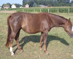 broodmare Lady de Maibelle (Belgian Warmblood, 2011, from Carabas van de Wateringhoeve)