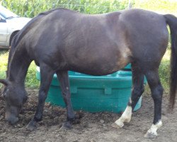 broodmare Graefin (Hanoverian, 1996, from Glueckspilz)