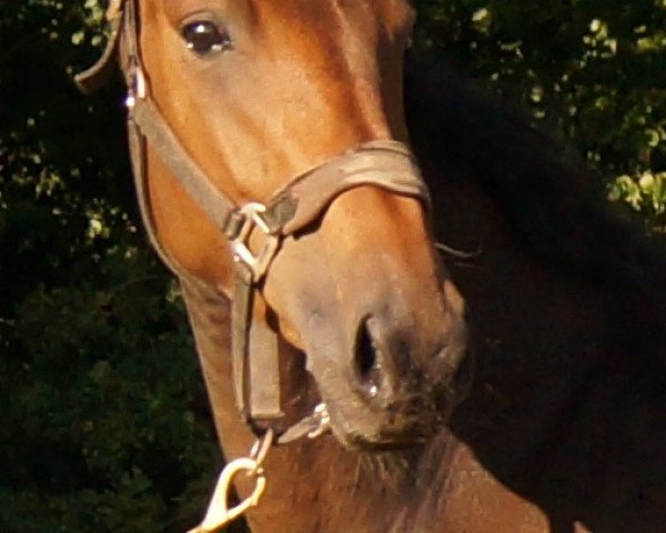 broodmare Skovgaardens Leonora (Danish Warmblood, 2012, from Lionell)