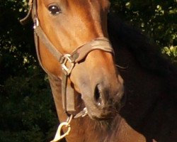 Zuchtstute Skovgaardens Leonora (Dänisches Warmblut, 2012, von Lionell)