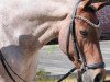 dressage horse Don Sogno (Pony without race description, 2004)