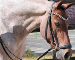 dressage horse Don Sogno (Pony without race description, 2004)