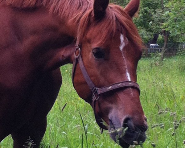 dressage horse Red Chily Pepper (Hessian Warmblood, 2009, from Repertoire 4)