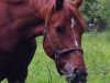 Dressurpferd Red Chily Pepper (Hessisches Warmblut, 2009, von Repertoire 4)