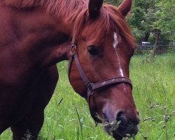 Dressurpferd Red Chily Pepper (Hessisches Warmblut, 2009, von Repertoire 4)