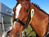 dressage horse Romario 35 (Hessian Warmblood, 1996, from Rohdiamant)