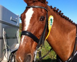 dressage horse Romario 35 (Hessian Warmblood, 1996, from Rohdiamant)