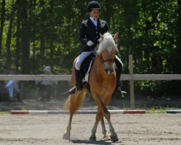 Deckhengst Styleschütz (Haflinger,  , von liz. 201/T Standschütz)