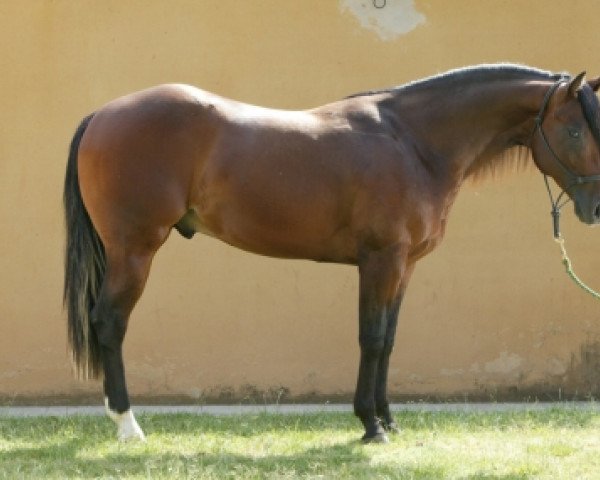 Zuchtstute OT Jacs On Moon (Quarter Horse, 2004, von OT Taris Jac)