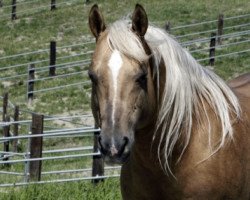 Deckhengst OT Taris Jac (Quarter Horse, 1997, von Taris Valentine)