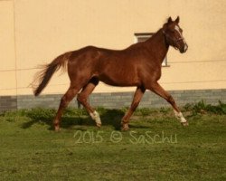 horse Boursouflage xx (Thoroughbred, 2005, from Sharp Prod xx)