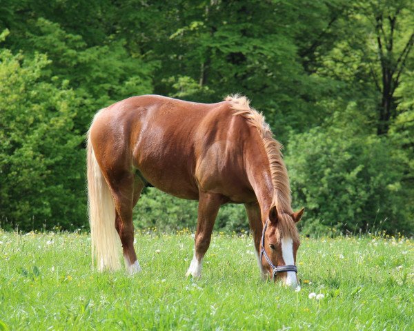 horse Nelson HW (Freiberger, 2008, from Nocturne des Champs)