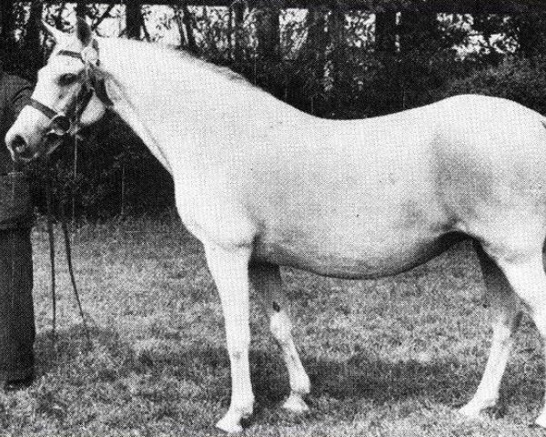 Zuchtstute Dolly Grey IX (New-Forest-Pony, 1942, von Brookside Firelight)