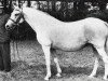Zuchtstute Dolly Grey IX (New-Forest-Pony, 1942, von Brookside Firelight)
