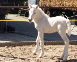 horse Malia MilkyWay vom goldenen Adler (Fjord Horse, 2015, from Gandalf)