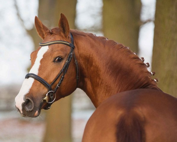 dressage horse Farfán (Westphalian, 2012, from Foundation 2)