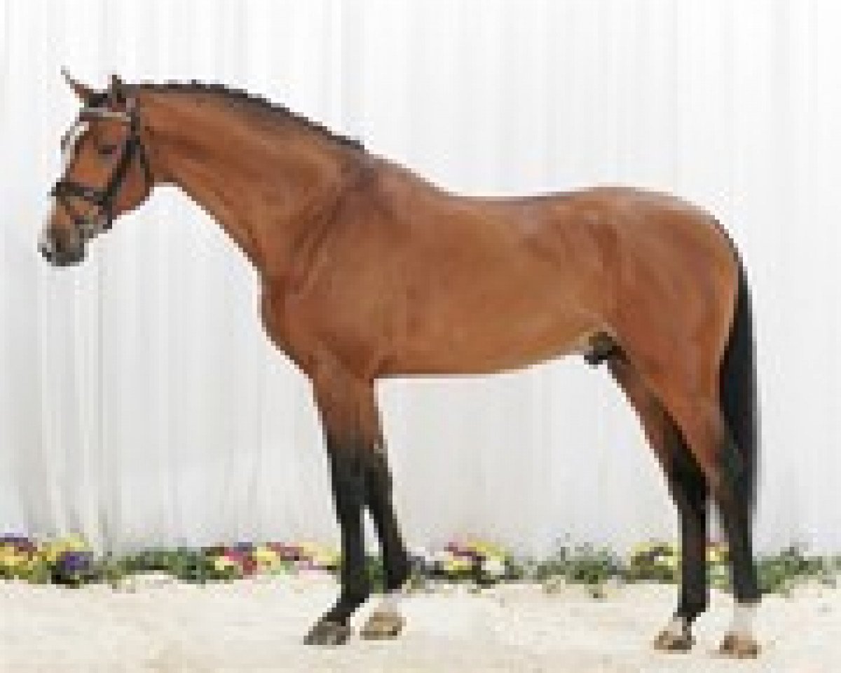 stallion Carmargue (Holsteiner, 2003, from Cassini II)