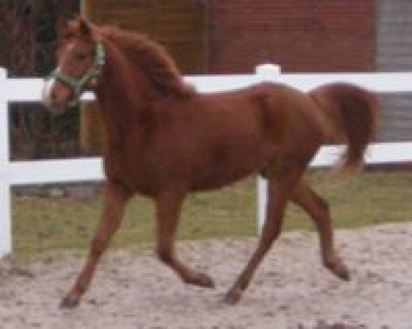 jumper Bürgerhoffs Ennie (German Riding Pony, 2009, from Heidbergs Nancho Nova)