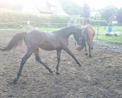 broodmare Bürgerhoffs Escada (German Riding Pony, 2014, from Sunny Boy)