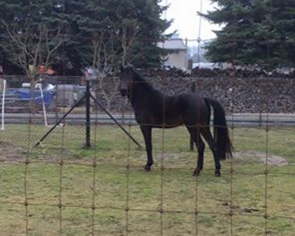 Dressurpferd Bürgerhoffs Take off (Deutsches Reitpony, 2011, von Take it easy)