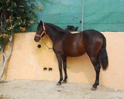 broodmare Utrera XVIII (Pura Raza Espanola (PRE), 2009)