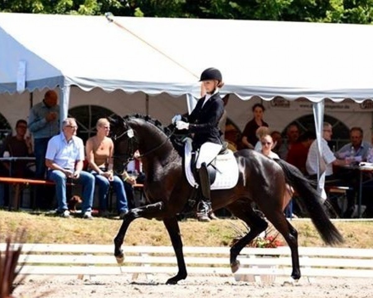 Dressurpferd Marrakesch 35 (Deutsches Sportpferd, 2012, von E.H. Millennium)