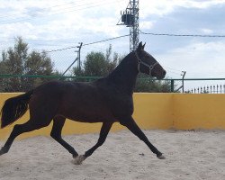 broodmare Urta (Pura Raza Espanola (PRE), 2009)