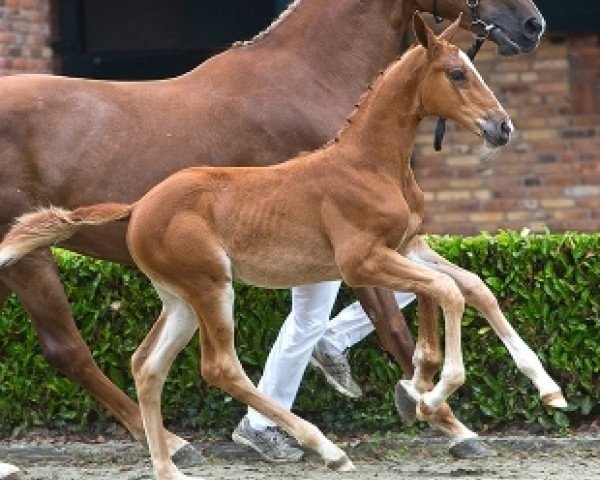 jumper Kinerma F (KWPN (Royal Dutch Sporthorse), 2015, from Cidane)