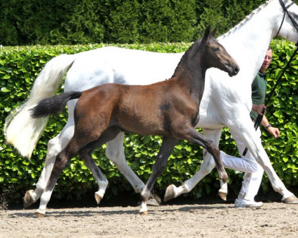 Pferd Isa Perina F (KWPN (Niederländisches Warmblut), 2013, von Contendro I)