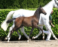 horse Isa Perina F (KWPN (Royal Dutch Sporthorse), 2013, from Contendro I)