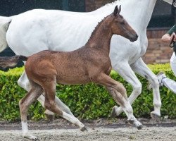 horse Just Friends F (KWPN (Royal Dutch Sporthorse), 2014, from Contendro I)