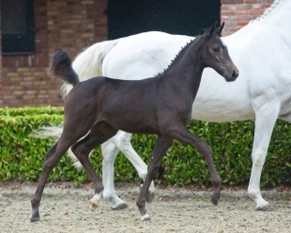 horse Karma Perina F (KWPN (Royal Dutch Sporthorse), 2015, from Contendro I)