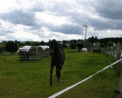 Pferd Dahkan Ibn BS Ddream Dancer (Vollblutaraber, 2012, von BS Ddream Dancer ox)