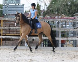 Pferd Mariachi (Lusitano, 2004)