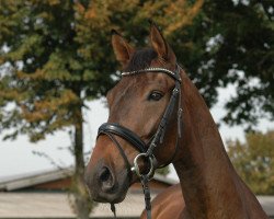 dressage horse Da Vinci 261 (Hanoverian, 2008, from Depardieu 11)