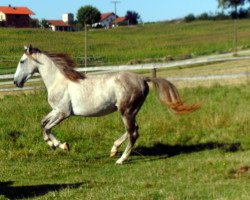 Pferd Dustin (unbekannt, 2010)