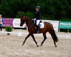 dressage horse Feliza (Rhinelander, 2011, from Fuechtels Floriscount OLD)